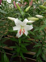 [4346 Siberia VOF VZ No201.JPG]